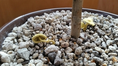 Leucocoprinus