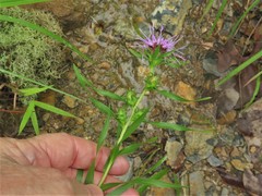 Liatris compacta