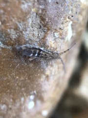 Orchesella celsa
