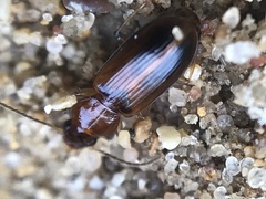 Bradycellus festinans