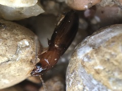 Bradycellus festinans