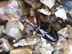 Bradycellus festinans