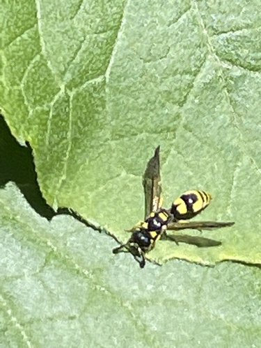 photo of Potter And Mason Wasps (Eumeninae)