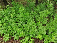 Rhus aromatica aromatica