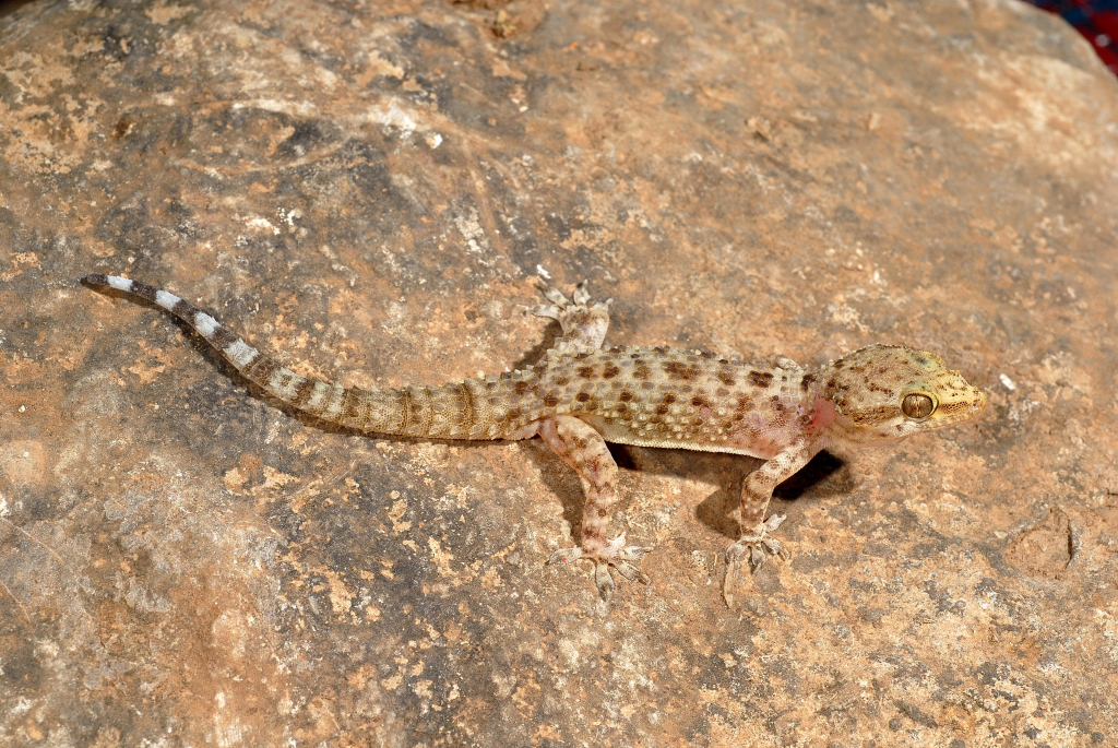 Tawi Atair Half-Toed Gecko