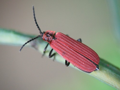 Dictyoptera aurora (Herbst, 1784)