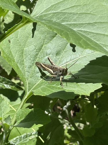 photo of Gray Bird Grasshopper (Schistocerca nitens)