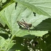 photo of Gray Bird Grasshopper (Schistocerca nitens)