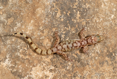 Hemidactylus paucituberculatus