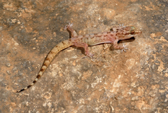 Hemidactylus paucituberculatus