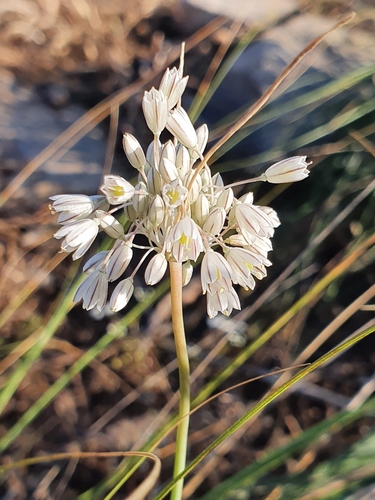 Allium antiatlanticum (Allium antiatlanticum)