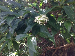 Viburnum costaricanum