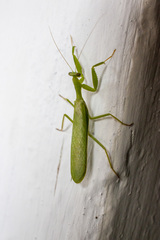 Photiomantis planicephala
