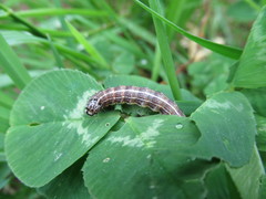 Orthosia cruda