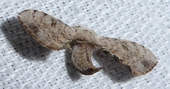 Ocinara bifurcula