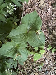 Trillium grandiflorum