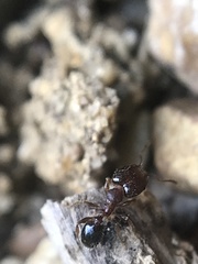 Pheidole metallescens