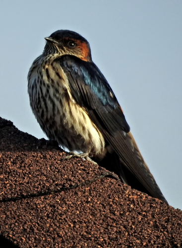 Eastern Red-rumped Swallow