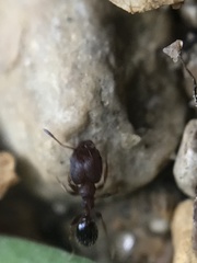 Pheidole metallescens