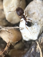 Pheidole metallescens