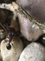 Pheidole metallescens