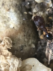 Pheidole metallescens