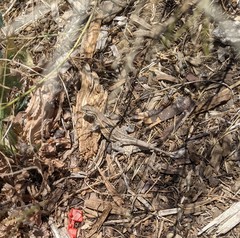 Uta stansburiana elegans