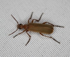 Epicauta ochrea