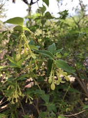 Bouvardia multiflora