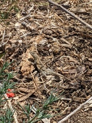 Uta stansburiana elegans