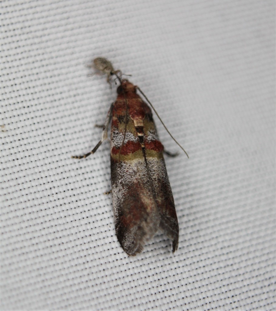 Acrobasis blanchardorum