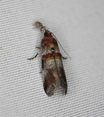 Acrobasis blanchardorum