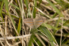 Scotopteryx