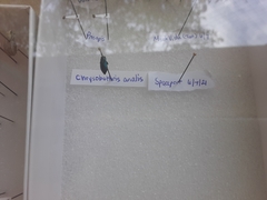 Chrysobothris analis