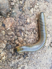 Anadenobolus monilicornis