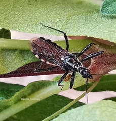 Sphedanolestes lividigaster