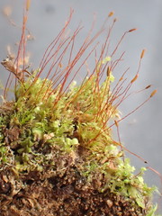 Ditrichum heteromallum