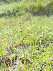 Triglochin palustris