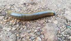 Anadenobolus monilicornis