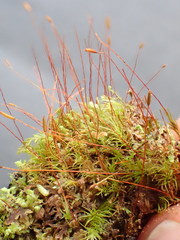 Ditrichum heteromallum