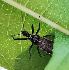 Sphedanolestes lividigaster