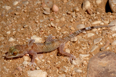 Hemidactylus festivus