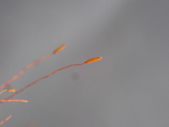 Ditrichum heteromallum