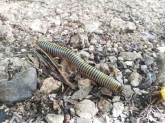 Anadenobolus monilicornis