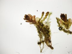 Solenostoma gracillimum