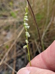 Spiranthes eatonii