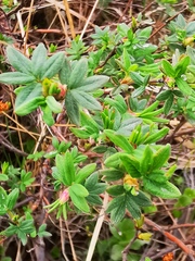 Dasiphora fruticosa