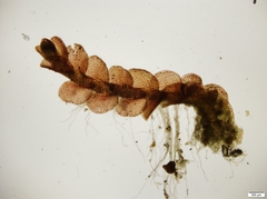 Solenostoma gracillimum