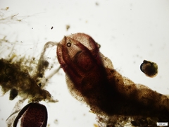 Solenostoma gracillimum