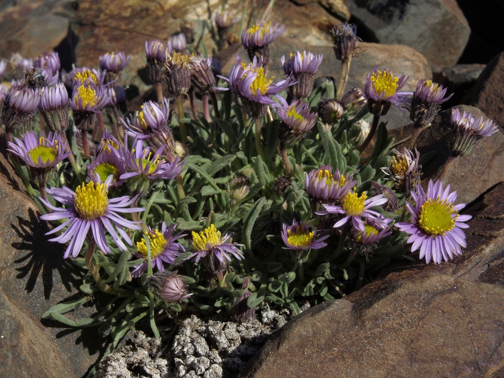pygmy fleabane